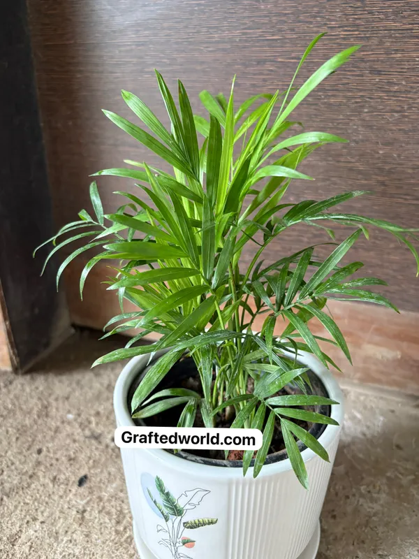 Parlor_Palm(Chamaedorea)