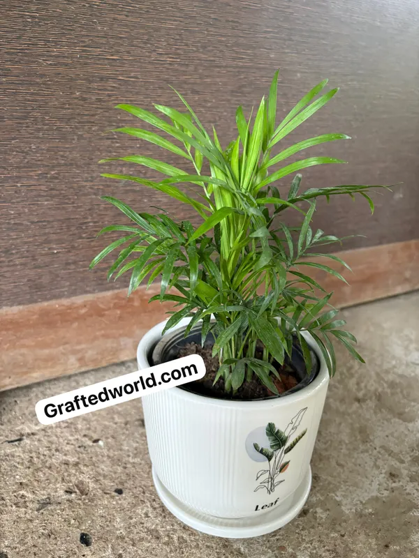 Parlor_Palm(Chamaedorea)