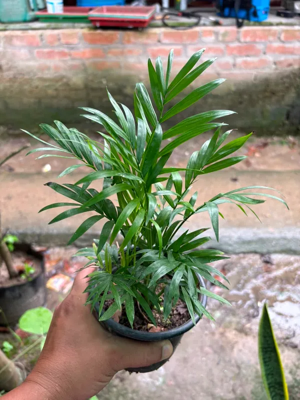 Parlor_Palm(Chamaedorea)