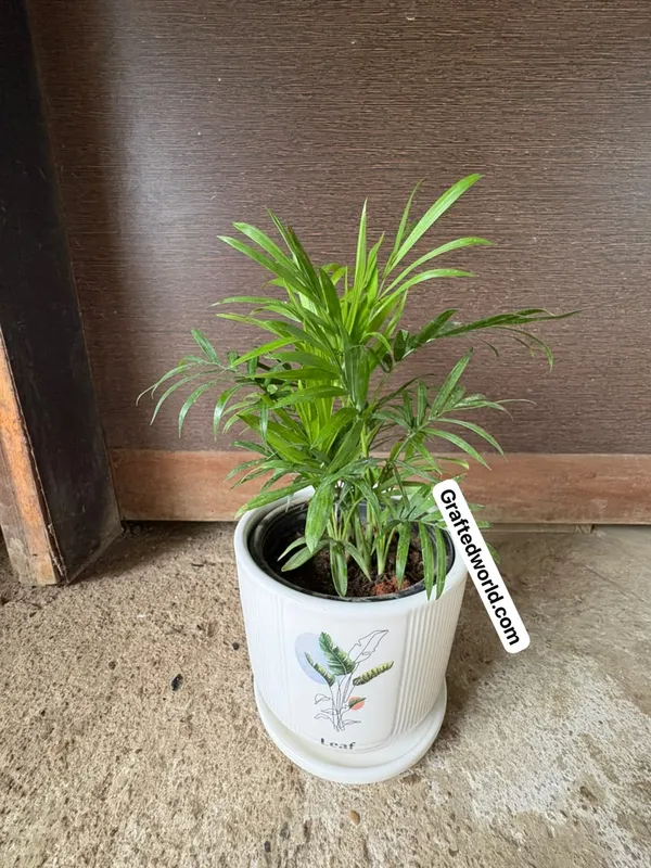 Parlor_Palm(Chamaedorea)