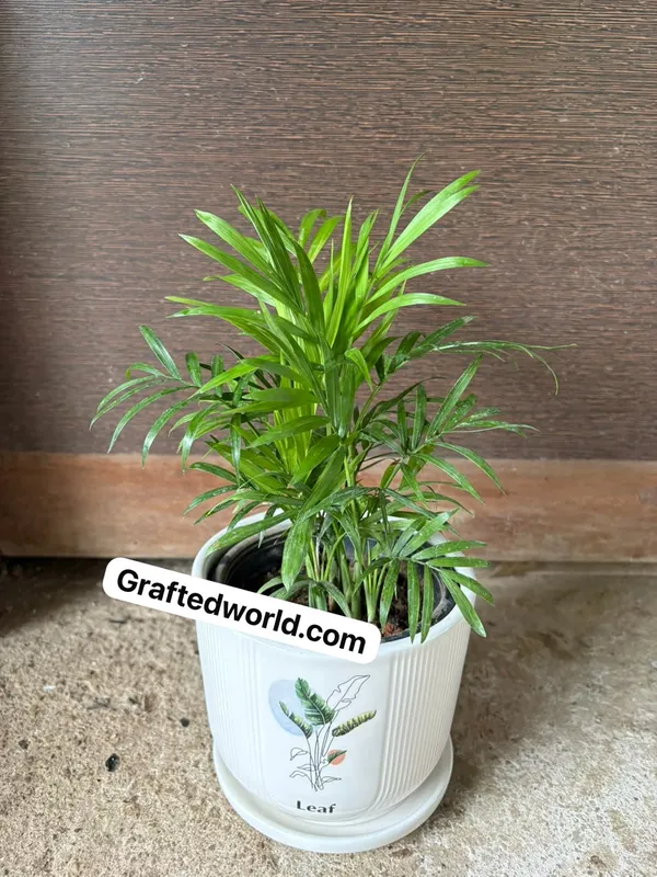 Parlor_Palm(Chamaedorea)