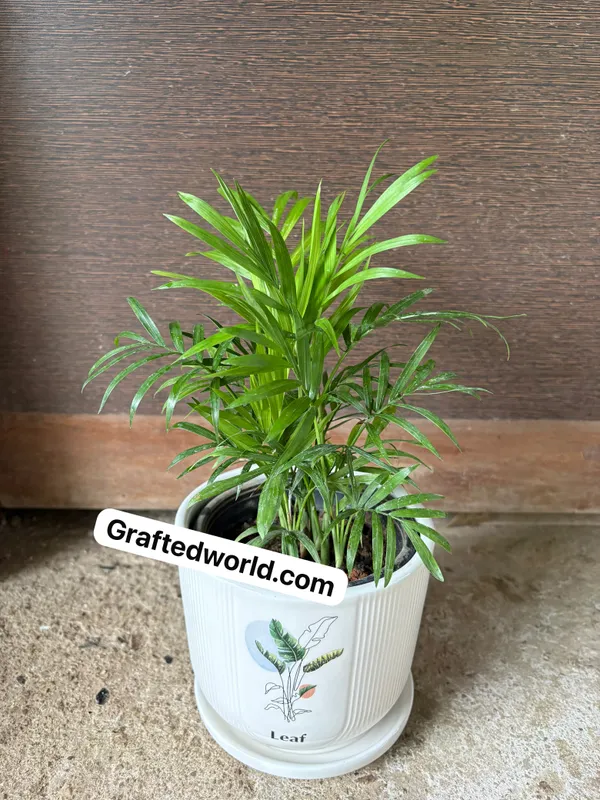 Parlor_Palm(Chamaedorea)