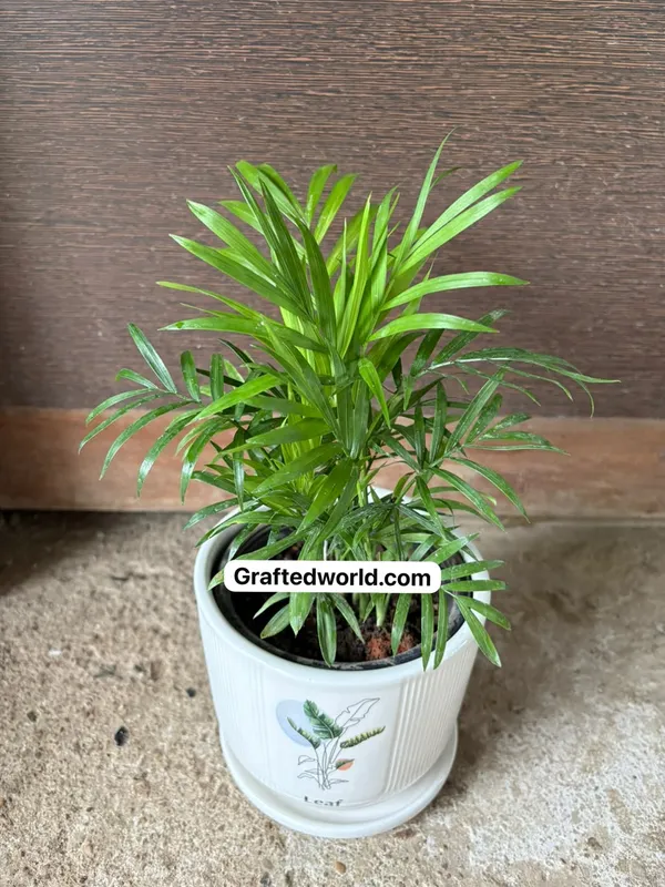 Parlor_Palm(Chamaedorea)