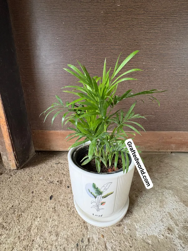 Parlor_Palm(Chamaedorea)