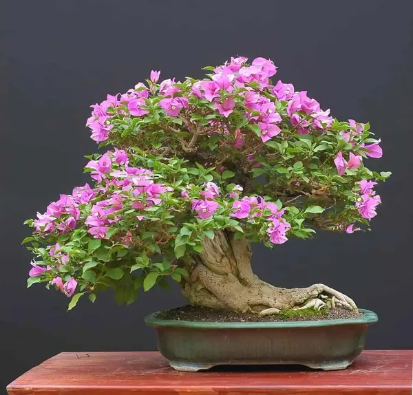 Imported_Pink_Bougainvillea_Bonsai_Tree_–_Live_Flowering_Decorative_Plant