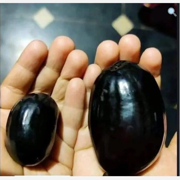 KG_10_Jamun_live_Plant_