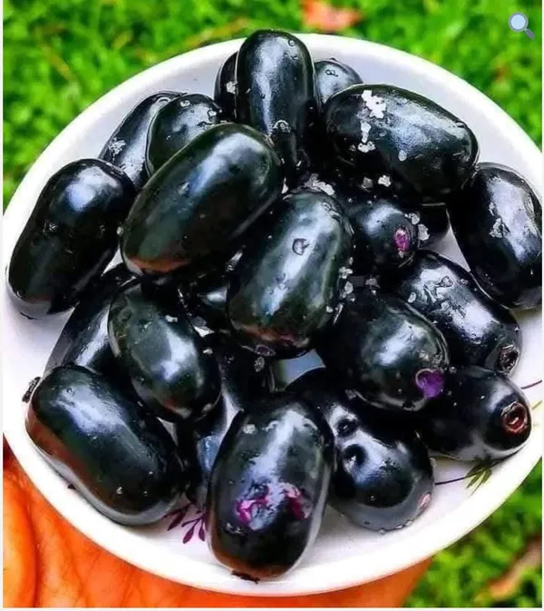 KG_10_Jamun_live_Plant_