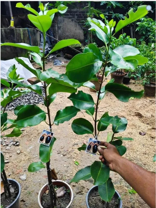 KG_10_Jamun_live_Plant_