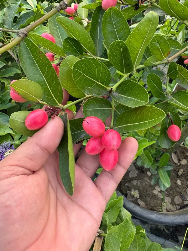 All_Time_Kronda_Plant_|_Grafted_and_Hybrid_Plants