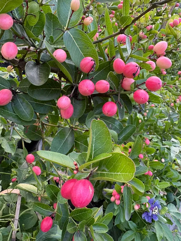 All_Time_Kronda_Plant_|_Grafted_and_Hybrid_Plants