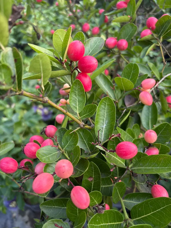 All_Time_Kronda_Plant_|_Grafted_and_Hybrid_Plants
