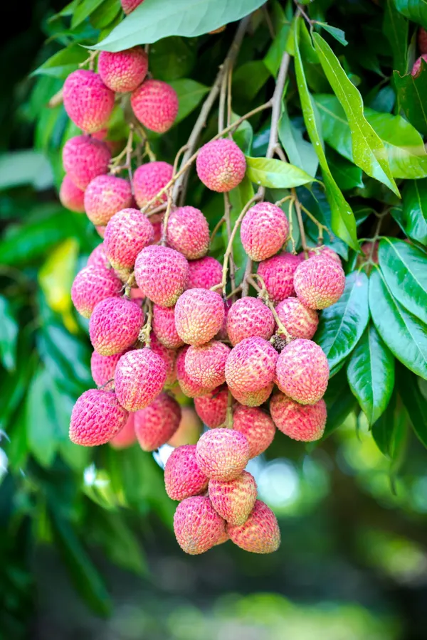 Premium_Imported_Grafted_Seedless_Litchi_Plant