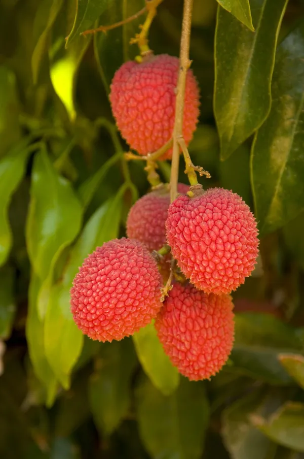 Premium_Imported_Grafted_Seedless_Litchi_Plant