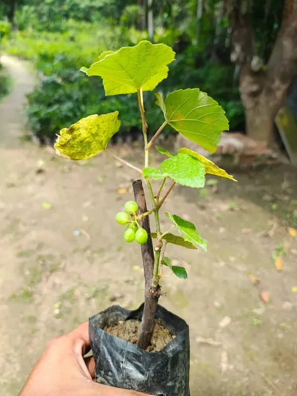 Pink_Grapes_Plant_Dwarf_Veriety_(Hot_Claimante)