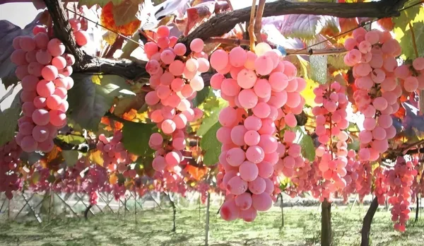 Pink_Grapes_Plant_Dwarf_Veriety_(Hot_Claimante)