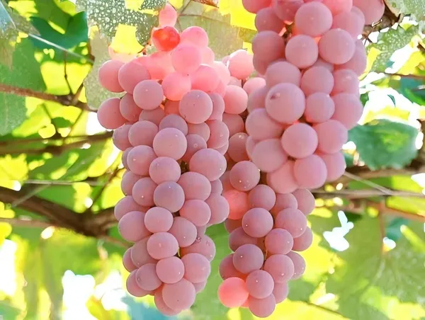 Pink_Grapes_Plant_Dwarf_Veriety_(Hot_Claimante)