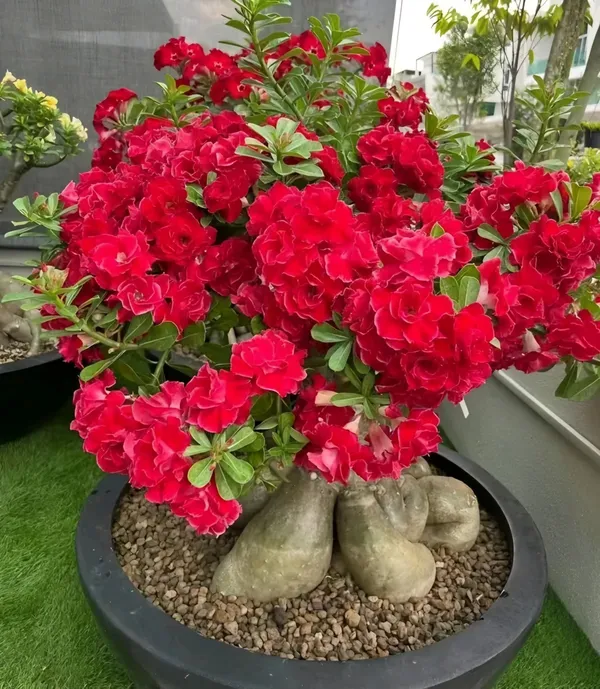 Red_Rosey_Adenium