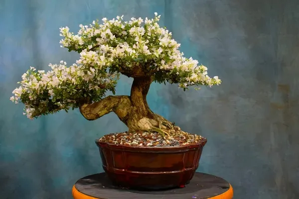 White_Blubell_Bonsai_for_Home_Garden