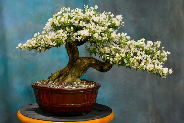 White_Blubell_Bonsai_for_Home_Garden