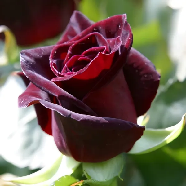 Black_Baccara_Rose
