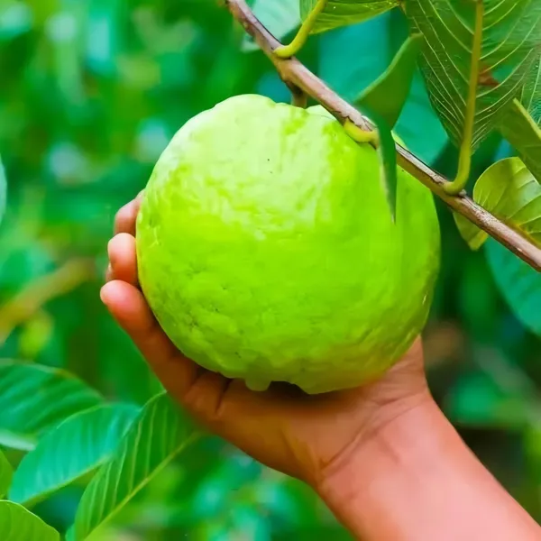 Allahabad_Surkha_Guava_|_Grafted_And_Hybrid_Plant