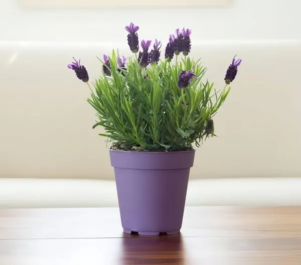 Lavender_Live_Plant_For_Home_Garden