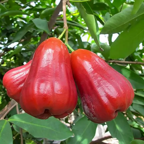 Jamaican_Long_Water_Apple