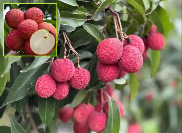 Avocado_Hass_Plant_(Grafted_Hybrid_Plant)_and_Seedless_Litchi_Plant_|_PACK_OF_2