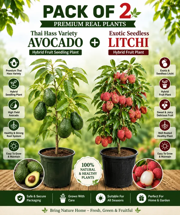 Avocado_Hass_Plant_(Grafted_Hybrid_Plant)_and_Seedless_Litchi_Plant_|_PACK_OF_2