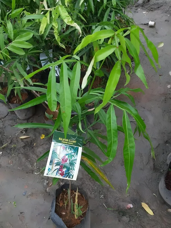 Malyan_Cherry_Plant_|_Grafted_and_Hybrid_Plants