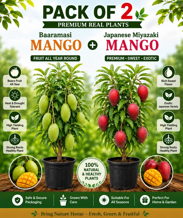 Baramasi_Mango_and_Japanese_Miyazaki_Mango_|_Grafted_Plants_|_PACK_OF_2