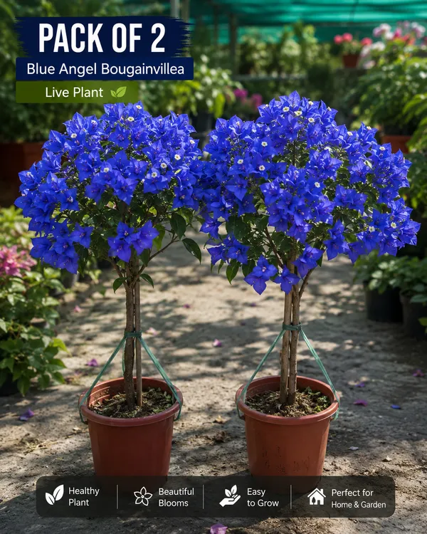 Blue_Angel_Bougainvillea_|_PACK_OF_2