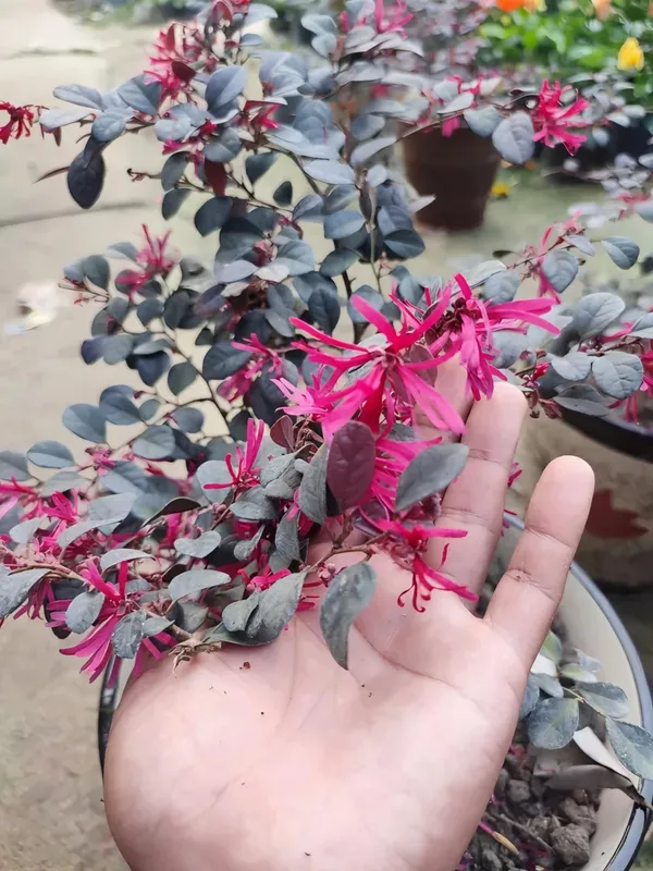 Chainise_Firingi_Live_Plant