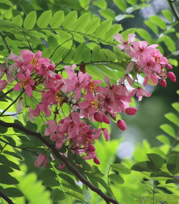 Cassia_Javanica_(Pink_Shower)_|_Rare_Flowering_Live_Plant