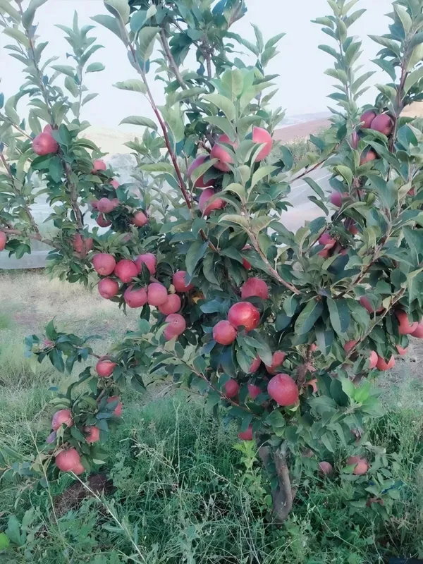 Apple_Hot_Climate_Plant_|_Grafted_and_Hybrid_Plant
