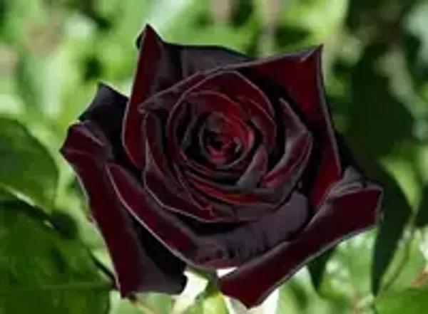 Dark_Enchantment_Black_Roses_for_Home_Garden_(PACK_OF_2)