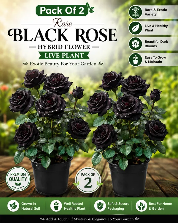 Dark_Enchantment_Black_Roses_for_Home_Garden_(PACK_OF_2)