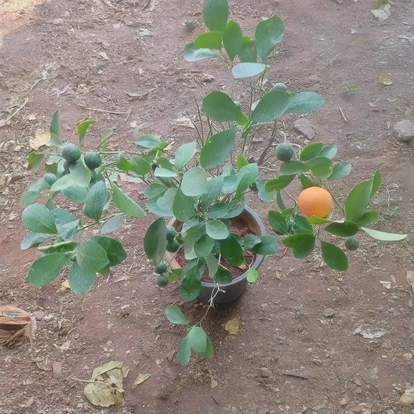 Ramrangan_Orange_Plant_|_Grafted_and_Hybrid_Plants