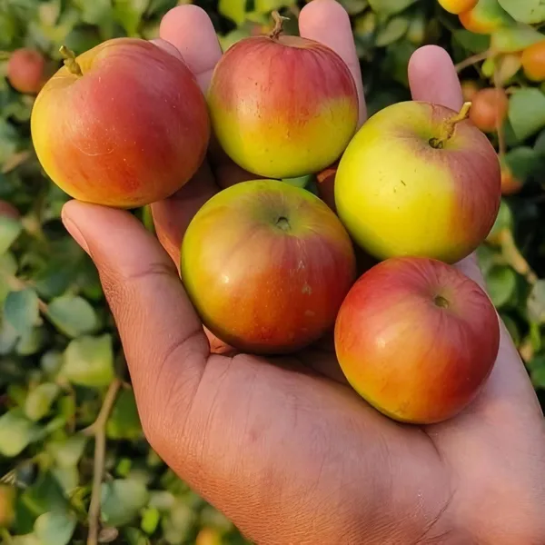 Ball_Sumdori_Ber_|_Grafted_and_Hybrid_Plants