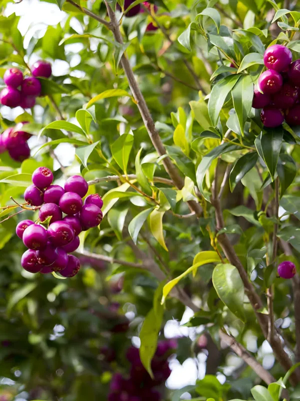 Lilly_Pilly_Berry_Plant_|_Grafted_and_Hybrid_Plants