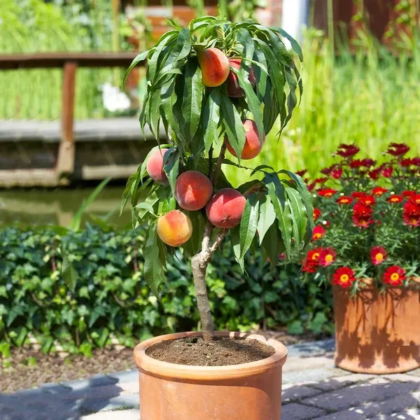 Peach_Dwarf_Plant_|_Grafted_and_Hybrid_Plants