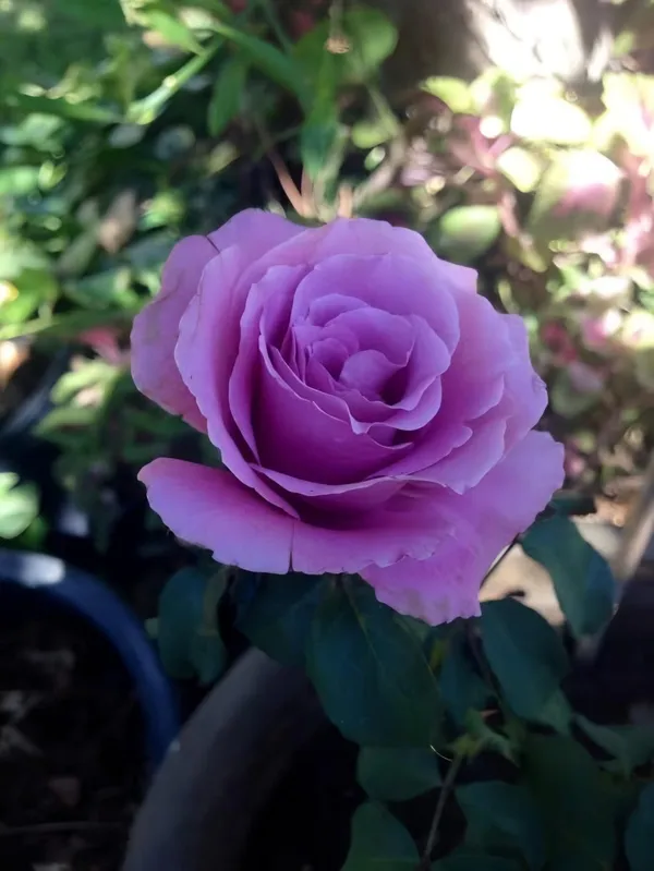 Angel_Face_Rose
