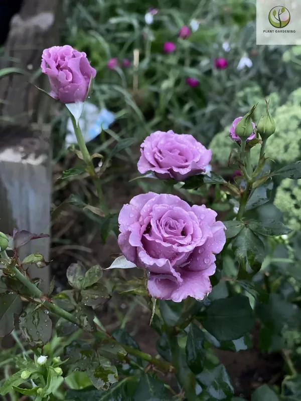 Angel_Face_Rose