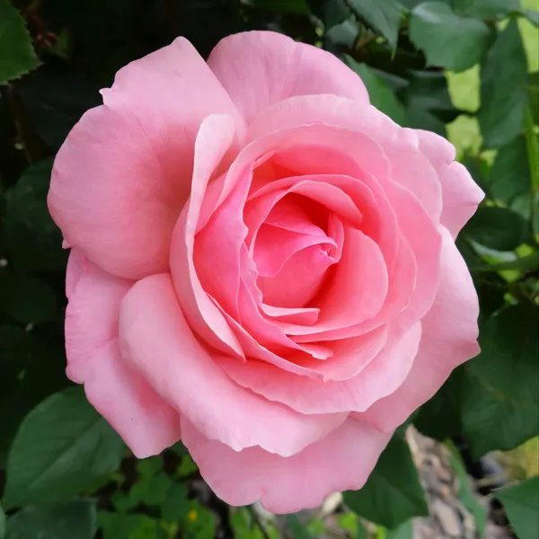 Cherish_Rose