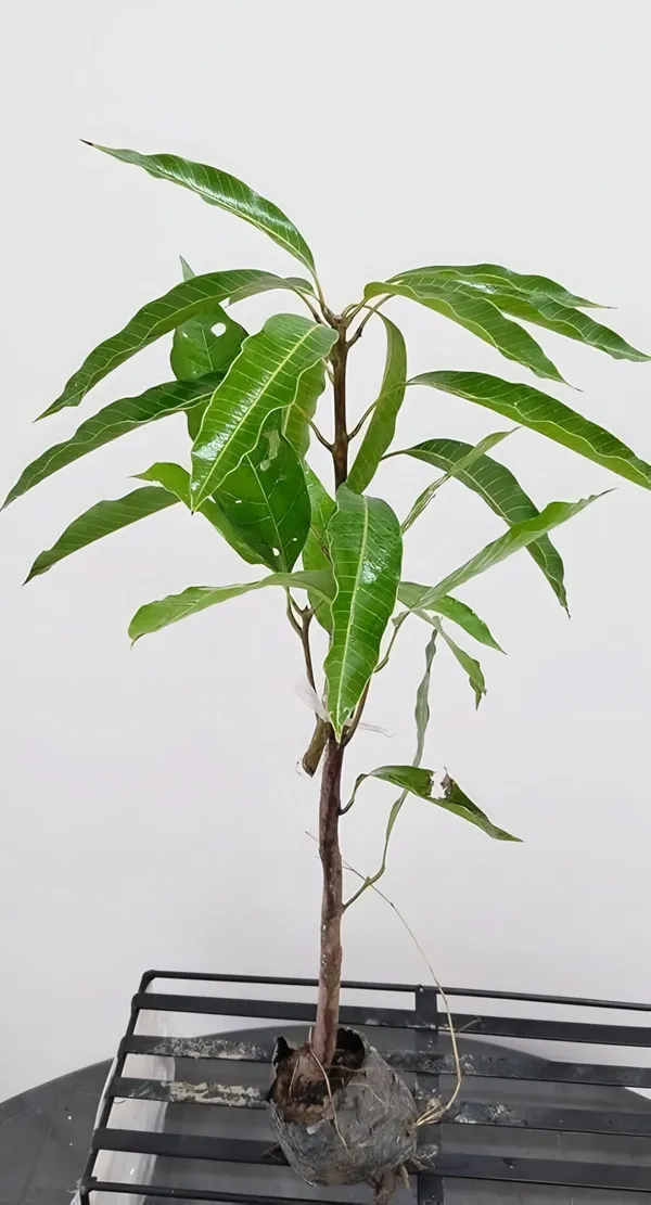 Vastara_Mango_Plant_|_Grafted_and_Hybrid_Plants