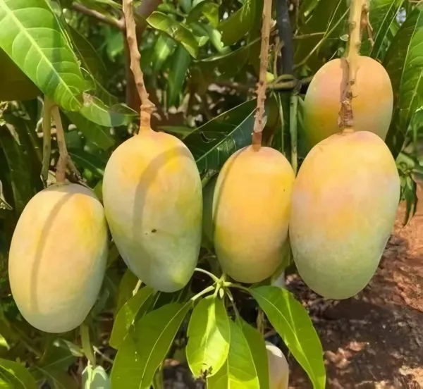 Vastara_Mango_Plant_|_Grafted_and_Hybrid_Plants