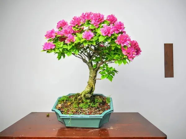 Bonsai_Bougainvila