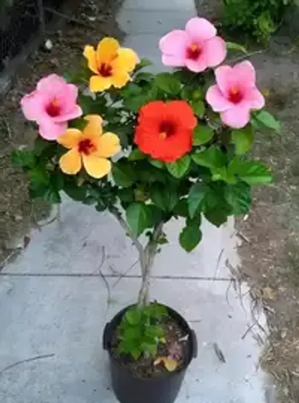 Multicolour_Hibiscus_Flowering_Live_Plant_Pack_Of_2