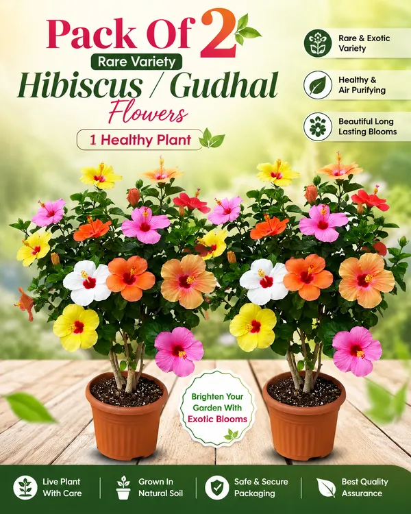 Multicolour_Hibiscus_Flowering_Live_Plant_Pack_Of_2