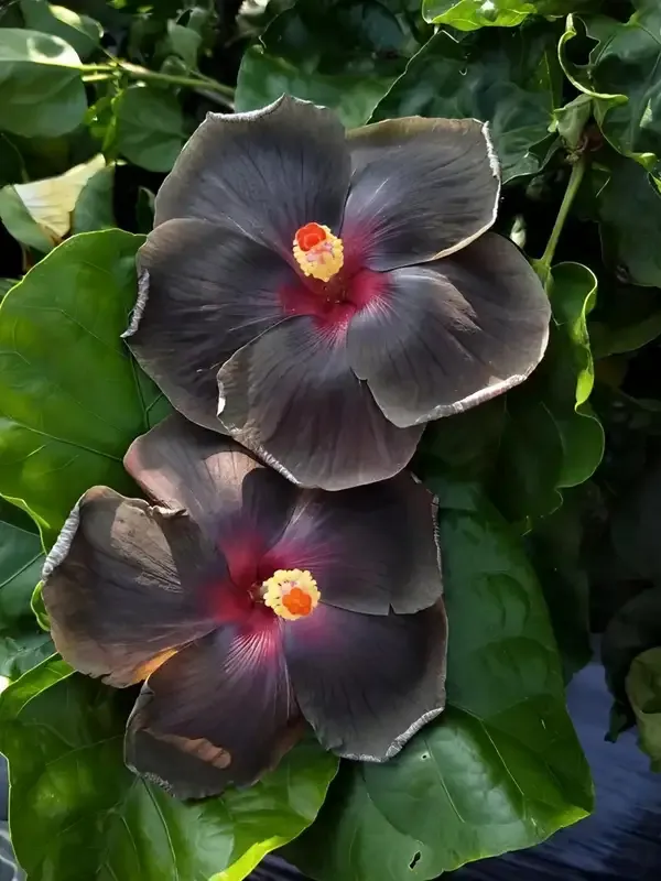 Rare_Black_Hibiscus_Plant_Hybrid_|_PACK_OF_2